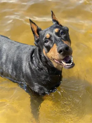 Can Doberman Poodles Swim