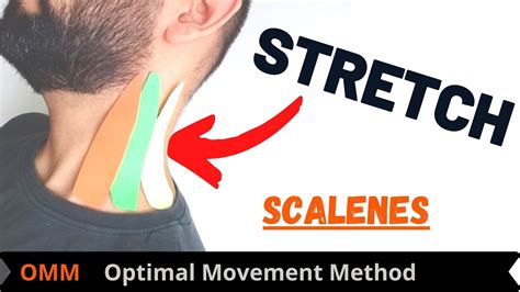 How to Stretch Scalene Muscles: A Comprehensive Guide