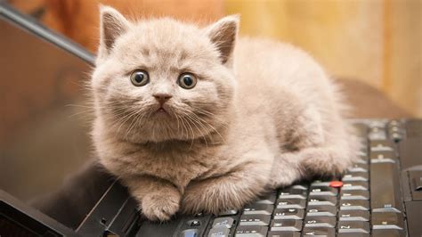 タイピングを早くする方法：なぜ猫はキーボードを叩くのか？